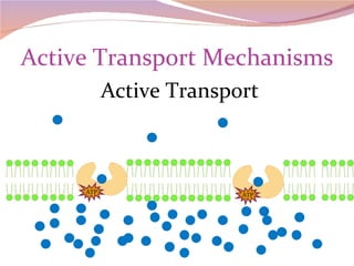 Active Transport Mechanisms Active Transport ATP ATP 