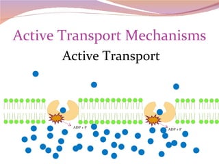 Active Transport Mechanisms Active Transport ADP + P ADP + P 