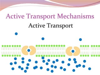 Active Transport Mechanisms Active Transport 