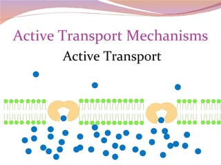 Active Transport Mechanisms Active Transport 