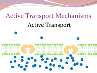 Active Transport Mechanisms Active Transport 