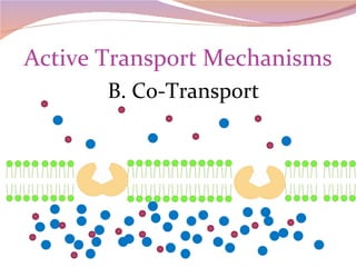 Active Transport Mechanisms B. Co-Transport 