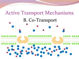 Active Transport Mechanisms B. Co-Transport 