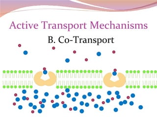 Active Transport Mechanisms B. Co-Transport 