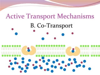 Active Transport Mechanisms B. Co-Transport 