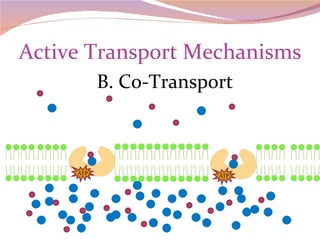 Active Transport Mechanisms B. Co-Transport ATP ATP 
