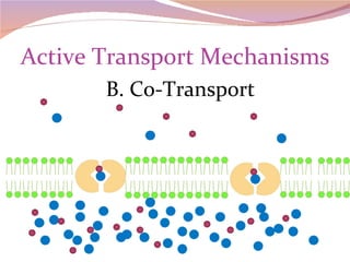 Active Transport Mechanisms B. Co-Transport 
