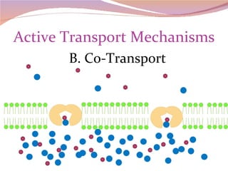 Active Transport Mechanisms B. Co-Transport 