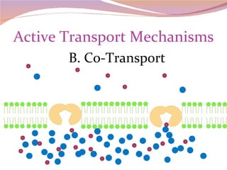 Active Transport Mechanisms B. Co-Transport 