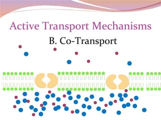 Active Transport Mechanisms B. Co-Transport 