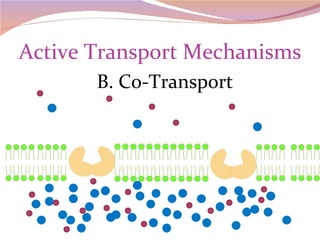 Active Transport Mechanisms B. Co-Transport 