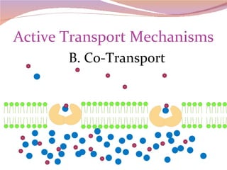 Active Transport Mechanisms B. Co-Transport 
