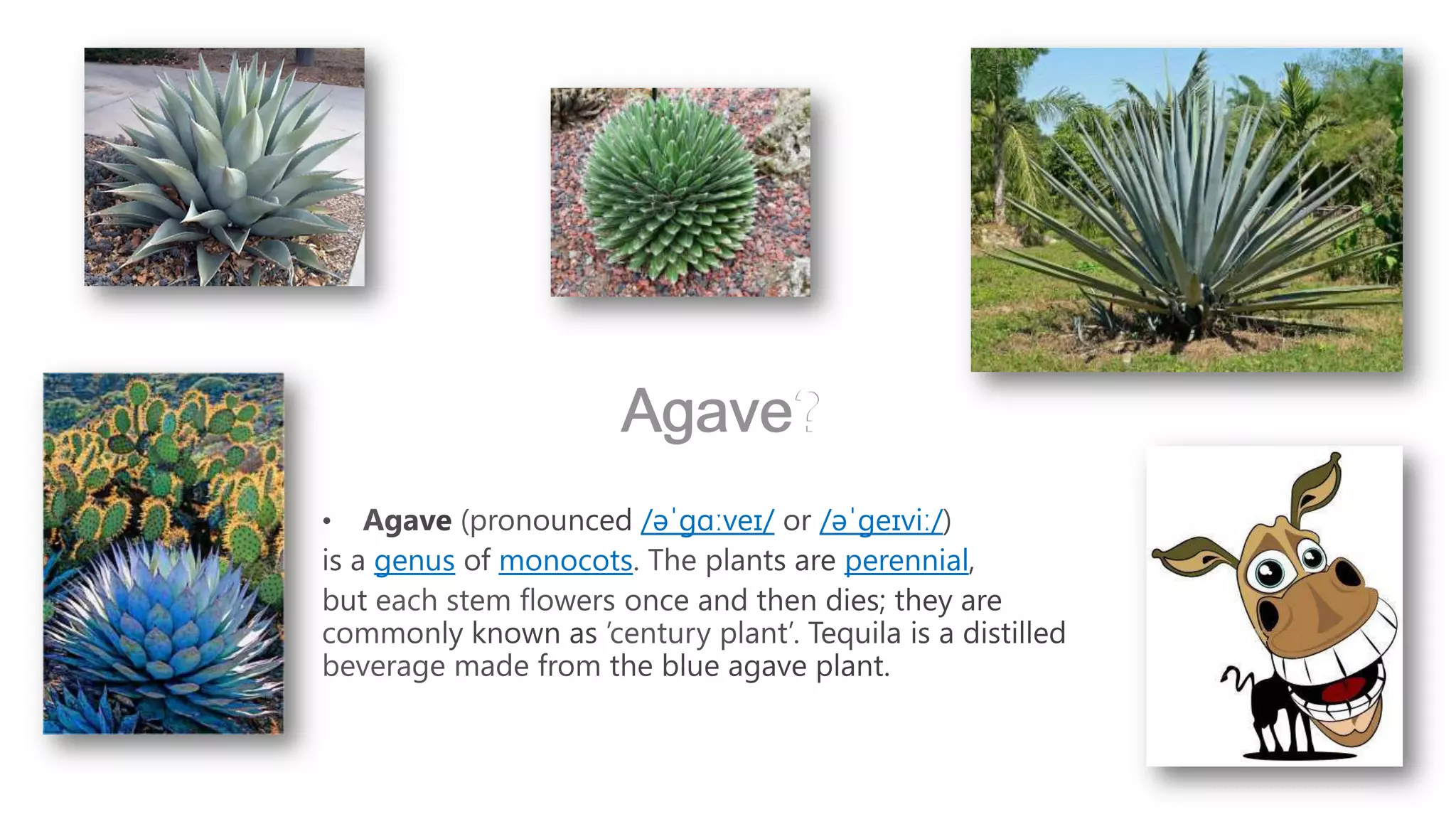 Agave
               Agave?
                   /əˈɡɑːveɪ/   /əˈɡeɪviː/
genus   monocots                  perennial
 