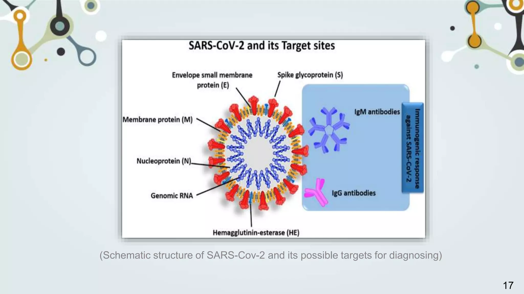 (Schematic structure of SARS-Cov-2 and its possible targets for diagnosing)
17
 