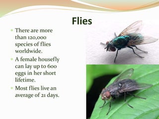 There are more
than 120,000
species of flies
worldwide.
 A female housefly
can lay up to 600
eggs in her short
lifetime.
 Most flies live an
average of 21 days.
Flies
 