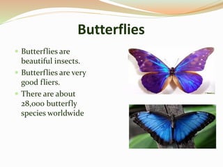 Butterflies
 Butterflies are
beautiful insects.
 Butterflies are very
good fliers.
 There are about
28,000 butterfly
species worldwide
 