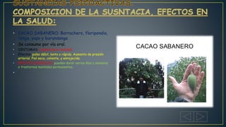 • CACAO SABANERO: Borrachero, floripondio,
tonga, yopo y burundanga.
• Se consume por vía oral.
• SINTOMAS: evasión de la realidad.
• Efectos: pulso débil, lento o rápido. Aumento de presión
arterial. Piel seca, caliente, y enrojecida.
• EFECTOS CRONICOS: pueden durar varios días y semanas
o trastornos mentales permanentes.
•
 
