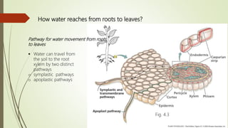 Soil Plant Atmosphere Continuum (SPAC) | PPTX
