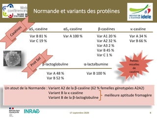 417 septembre 2020
αS1-caséine αS2-caséine β-caséines -caséine
β-lactoglobuline α-lactalbumine
Var B 81 %
Var C 19 %
Var A 100 % Var A1 20 %
Var A2 32 %
Var A3 2 %
Var B 45 %
Var C 1 %
Var A 34 %
Var B 66 %
Var A 48 %
Var B 52 %
Var B 100 %
Petites
micelles
de
caséine
Un atout de la Normande : Variant A2 de la β-caséine (62 % femelles génotypées A2A2)
Variant B la -caséine
Variant B de la β-lactoglobuline
meilleure aptitude fromagère
Normande et variants des protéines
 