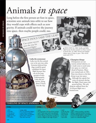 100
Can canine success
pave the way for
manned flight?
SPACE DOGS TAKE THE LEAD
Animals in space
Long before the first person set foot in space,
scientists sent animals into orbit to see how
they would cope with effects such as zero
gravity. If animals could survive the journey
into space, then maybe people could, too.
u DOG DAYS In 1960, Strelka and Belka
(left) became the first animals in orbit to return
to Earth alive. In 1966, Veterok and Ugolyok
(above) spent 22 days in space. Their record
stood until 1973.
1940s 1950s
TIMELINE OF SPACE ANIMALS
1947
Fruit ﬂies
were sent on
a suborbital
ﬂight on a US
V-2 rocket.
1948–1950
Five US suborbital ﬂights
carried three monkeys
and two mice to altitudes
of 80 miles (130 km).
The mice survived.
1957
Laika the dog
became the
ﬁrst animal
to be sent
into orbit.
1959
Able, a rhesus monkey, and Miss
Baker, a squirrel monkey, become
the ﬁrst living beings to successfully
return to Earth after traveling in
space on a suborbital ﬂight.
1951
On September 20, Yorick the monkey
and 11 mice were sent to an altitude
of 44 miles (72 km) on a US Aerobee
rocket. Yorick was the ﬁrst monkey to
survive a ﬂight to the edge of space.
HUMANS
IN
SPACE
Laika the cosmonaut
Laika was the first animal
ever to be sent into orbit.
Scientists believed that
dogs would be good
candidates for space
flight because they
can sit for long
periods of time.
Unfortunately,
Laika did not
survive, dying
about 5 hours
into the trip.
Champion chimps
Chimpanzees are our
nearest animal relatives, so
it made sense to send some
into space as a trial run
ahead of humans. Many
were trained and, in 1961,
Ham was chosen as the first
chimp to go into space.
Although the capsule lost
some air pressure during
the flight, Ham’s space suit
protected him. The only
thing he suffered from the
16-minute flight was a
bruised nose.
u LAIKA A stray off the streets of Moscow,
Laika was quickly trained and sent into
orbit in Sputnik II in November 1957.
It was a major achievement for the Russians
in the space race against the United States.
 
