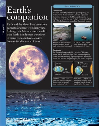 180
Earth and the Moon have been close
partners for about 4.5 billion years.
Although the Moon is much smaller
than Earth, it influences our planet
in many ways and has fascinated
humans for thousands of years.
Earth’s
companion
TIDAL ATTRACTION
Lunar tides
Tides are created by the Moon’s gravity pulling on
Earth’s water. At any one time, there is a place on
Earth that is nearest to the Moon and one that is
farthest away. Here the seas “bulge” out, creating high
tides. The bulges move around the Earth as it rotates.
u LOW TIDES occur twice a
day when a place is at right
angles to the Moon’s gravity pull.
u HIGH TIDES happen
twice daily, too, when a place
is aligned with the Moon.
Solar tides
The Sun also has a weak effect on tides. When the
Moon, Earth, and Sun align, their combined gravity
causes very low and very high spring tides. When the
Moon and Sun are at right angles, you have a neap tide.
u SPRING TIDES occur
when solar and lunar tides join
forces to create an extremely
strong gravitational pull.
u DURING A NEAP tide
the high tide is slightly lower
than usual and the low tide is
slightly higher than usual.
Moon
(quarter phase)
Moon
(full or new)
Solar tide
Solar tide
Lunar tide
Lunar tide
THE
MOON
 