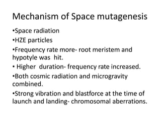 Mechanism of Space mutagenesis
•Space radiation
•HZE particles
•Frequency rate more- root meristem and
hypotyle was hit.
• Higher duration- frequency rate increased.
•Both cosmic radiation and microgravity
combined.
•Strong vibration and blastforce at the time of
launch and landing- chromosomal aberrations.
 
