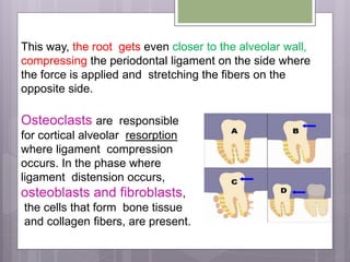 This way, the root gets even closer to the alveolar wall,
compressing the periodontal ligament on the side where
the force is applied and stretching the fibers on the
opposite side.
Osteoclasts are responsible
for cortical alveolar resorption
where ligament compression
occurs. In the phase where
ligament distension occurs,
osteoblasts and fibroblasts,
the cells that form bone tissue
and collagen fibers, are present.
 