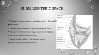 Submasseter Space SPACE INFECTIONS.pptx of head and neck description | PPTX