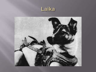 Laika