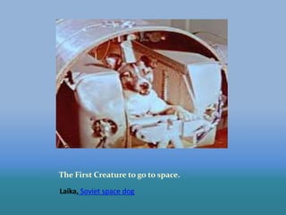 The First Creature to go to space.
Laika, Soviet space dog
 