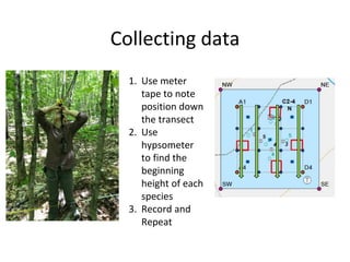 Collecting data
1. Use meter
tape to note
position down
the transect
2. Use
hypsometer
to find the
beginning
height of eac...