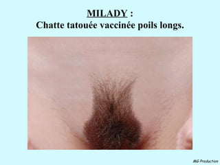 MILADY  : Chatte tatouée vaccinée poils longs. 
