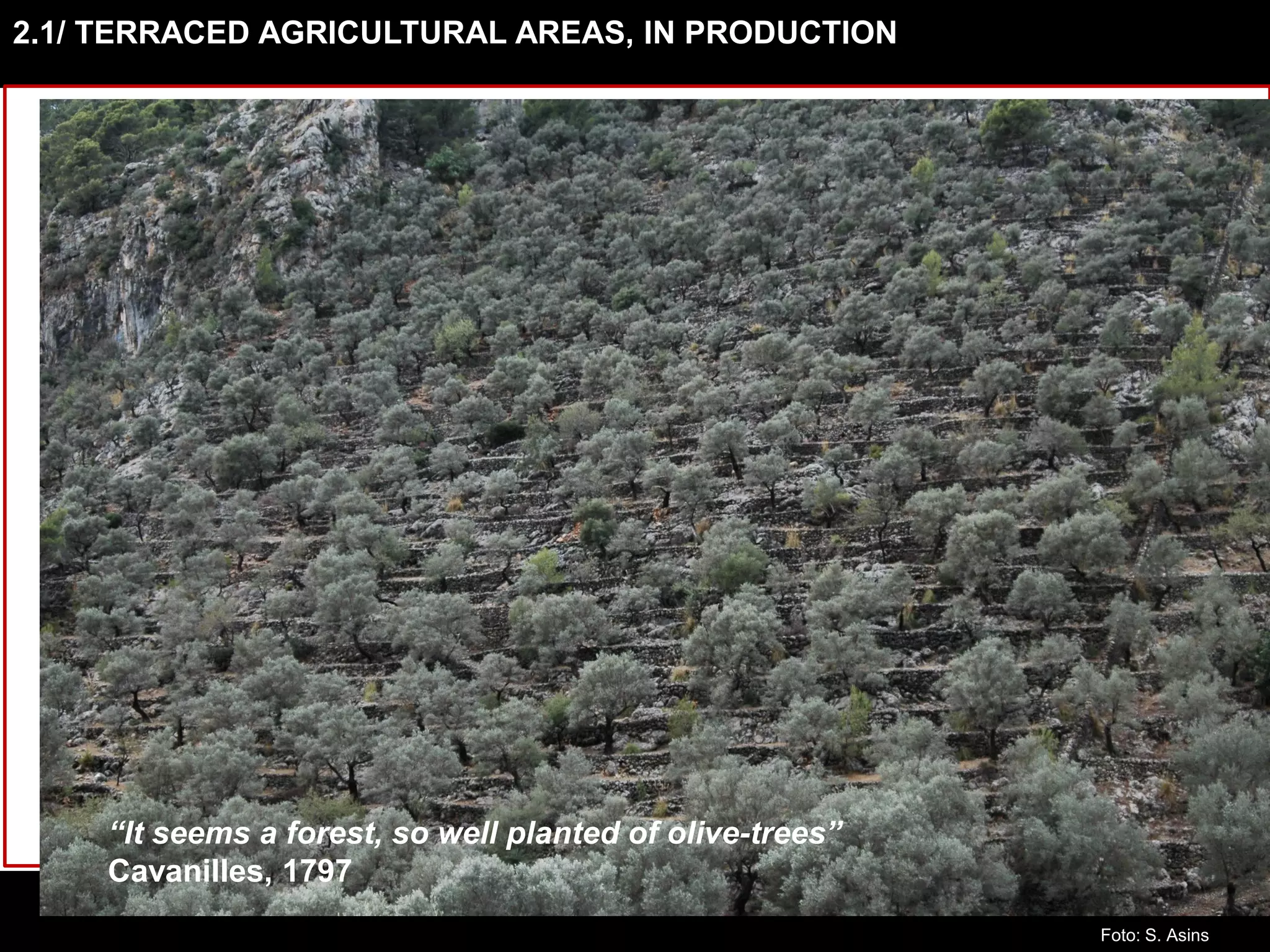 2.1/ TERRACED AGRICULTURAL AREAS, IN PRODUCTION
“It seems a forest, so well planted of olive-trees”
Cavanilles, 1797
Foto: S. Asins
 