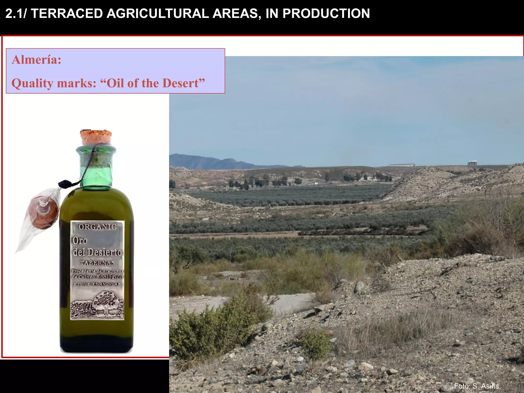 2.1/ TERRACED AGRICULTURAL AREAS, IN PRODUCTION
Almería:
Quality marks: “Oil of the Desert”
Foto: S. Asins
 