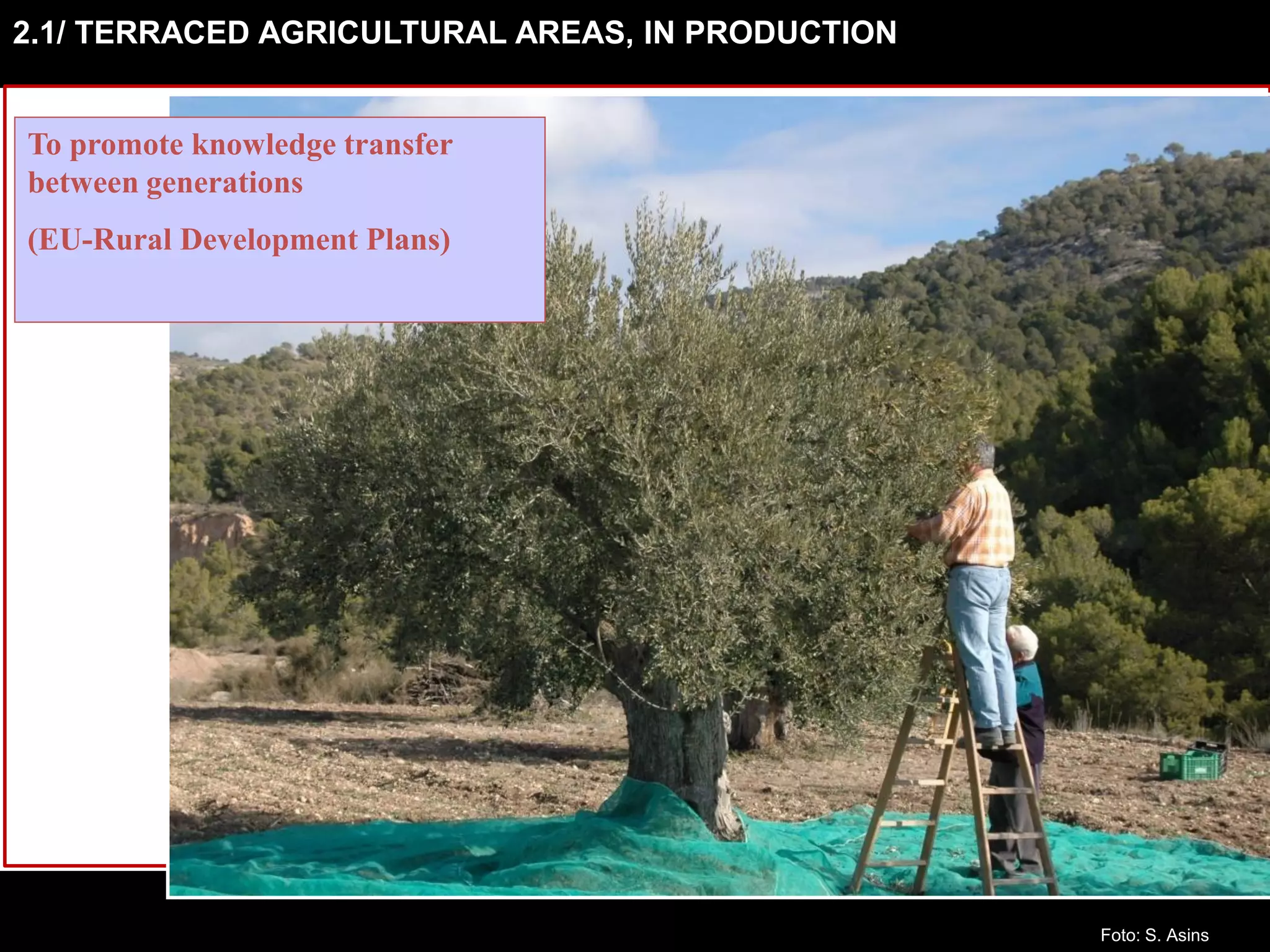 2.1/ TERRACED AGRICULTURAL AREAS, IN PRODUCTION
To promote knowledge transfer
between generations
(EU-Rural Development Plans)
Foto: S. Asins
 