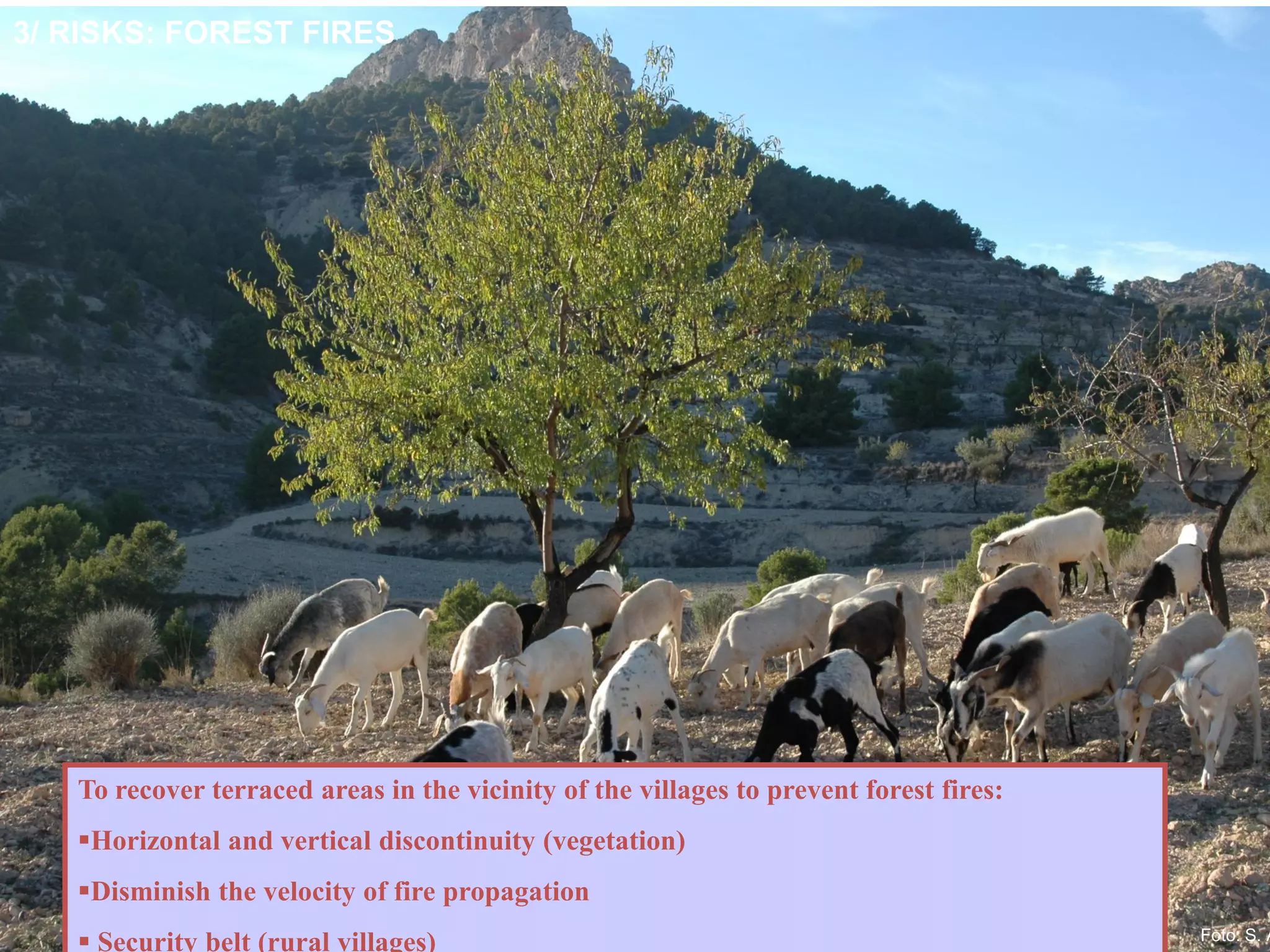 To recover terraced areas in the vicinity of the villages to prevent forest fires:
Horizontal and vertical discontinuity (vegetation)
Disminish the velocity of fire propagation
 Security belt (rural villages) Foto: S. A
3/ RISKS: FOREST FIRES
 