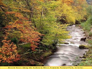 Beech Trees Along the Saliencia River, Somiedo Natural Park, Asturias