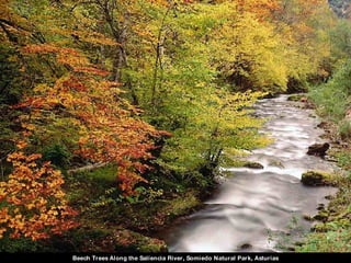 Beech Trees Along the Saliencia River, Somiedo Natural Park, Asturias