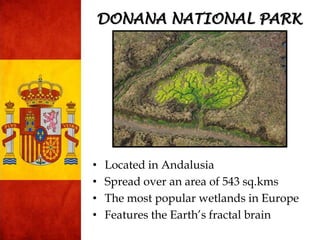 • Located in Andalusia
• Spread over an area of 543 sq.kms
• The most popular wetlands in Europe
• Features the Earth‟s fractal brain
DONANA NATIONAL PARK
 