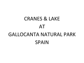 CRANES & LAKE
AT
GALLOCANTA NATURAL PARK
SPAIN
 
