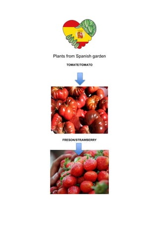 Plants from Spanish garden
TOMATE/TOMATO
FRESON/STRAWBERRY
 