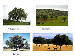 Portuguese oak Holm oaks
Cork oak
 