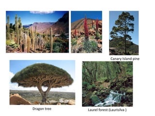 Laurel forest (Laurisilva )Dragon tree
Canary Island pine
 