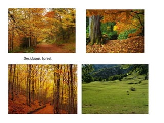 Deciduous forest
 