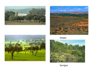 Steppe
Garrigue
 