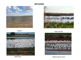 Salicor
Villafranca
Pedro Muñoz
Alcázar de San Juan
WETLANDS
 