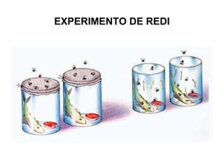 EXPERIMENTO DE REDI
 