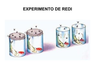 EXPERIMENTO DE REDI

 