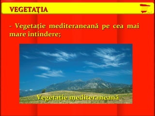 VEGETAŢIA -  Vegetaţie mediteraneană pe cea mai mare întindere ; Vegetaţie mediteraneană 