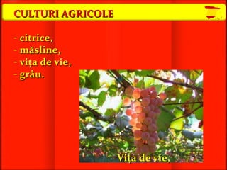 CULTURI AGRICOLE c itrice, măsline, viţa de  v ie, grâu . Viţa de  v ie, 